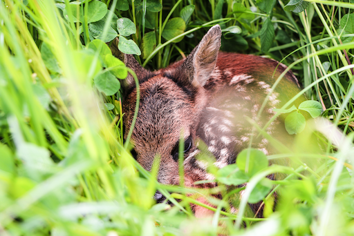 Ein junges Rehkitz mit braunem Fell und weißen Flecken liegt versteckt zwischen hohem grünem Gras und Klee und fügt sich harmonisch in seine natürliche Umgebung ein.