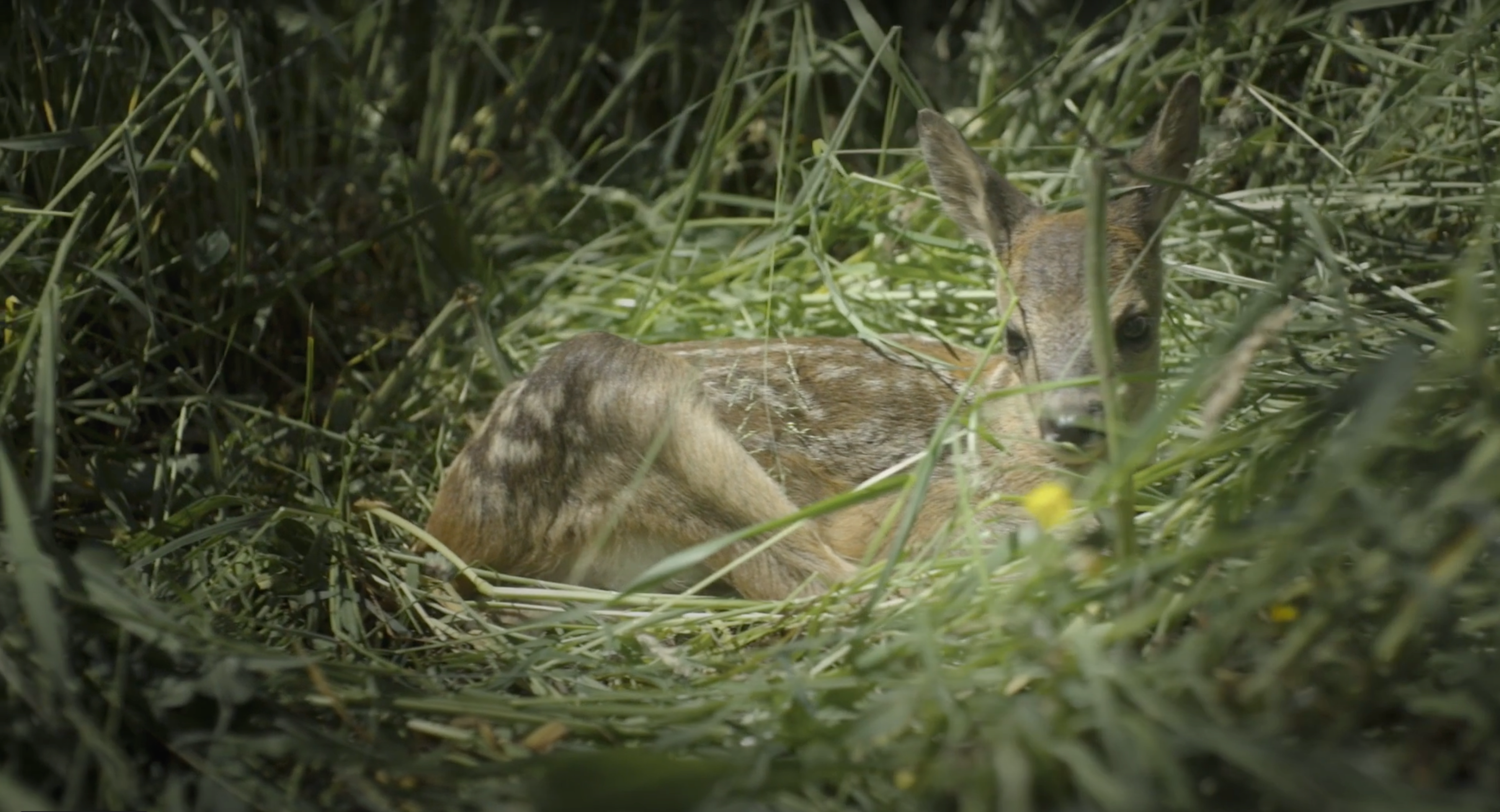 Ein junges Rehkitz liegt zusammengerollt und teilweise versteckt zwischen hohem grünem Gras und Laub und fügt sich harmonisch in seine natürliche Umgebung ein. Seine großen Ohren sind aufmerksam, und gesprenkeltes Sonnenlicht fällt durch das Gras.